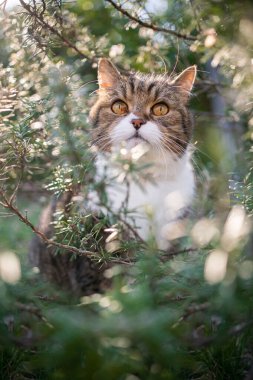 Kedi, yeşil biberiye çalılarının arasında güneşli doğada oturuyor.