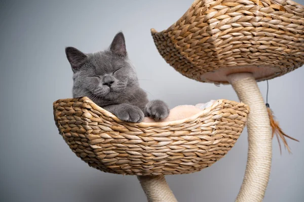 sleepy british shorthair kitten resting on scratching post