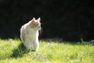 Genç Maine Rakun Kedisi güneşli çayırda