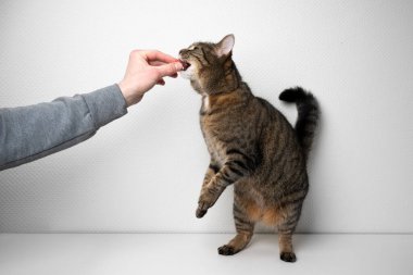 Hayvan sahibi sabırsız aç tekir kediyi besliyor.