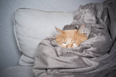 Gri battaniyeyle örtülü uyuyan kızıl kedi