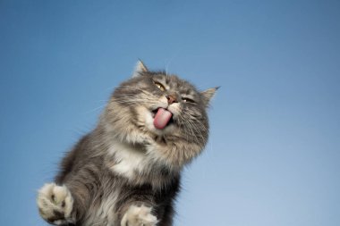 kedi pencereyi temizliyor mavi gökyüzünde görünmez cam yalıyor