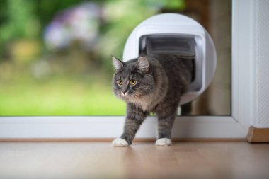 Kedi eve geliyor. Pencereden kedi kanadı geçiyor.