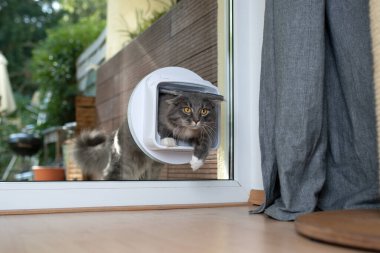 Pencereden kedi kanadı geçiyor.