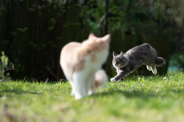 Dois gatos brincalhões ao ar livre no quintal — Fotografia de Stock
