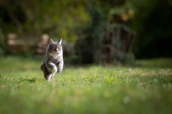Maine coon gato correndo em grama verde ao ar livre — Fotografia de Stock
