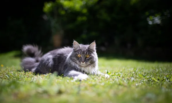 Brincalhão maine coon gato no gramado ensolarado — Fotografia de Stock