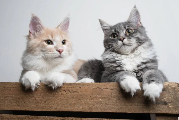 Two cat siblings resting on a fruit crate — Stock Photo, Image