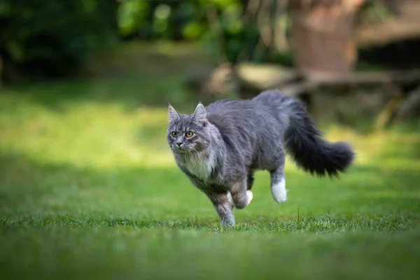 Cat running on green grass outdoors — 图库照片