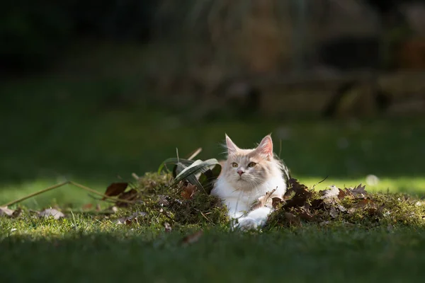 Maine coon cat resting on pile of leaves — 图库照片