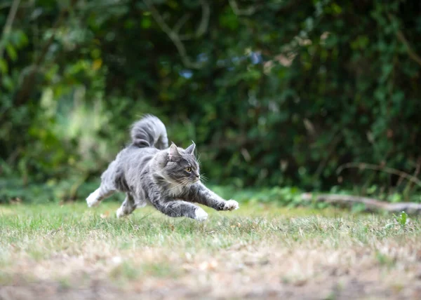 Běhání kočky nad trávníkem — Stock fotografie