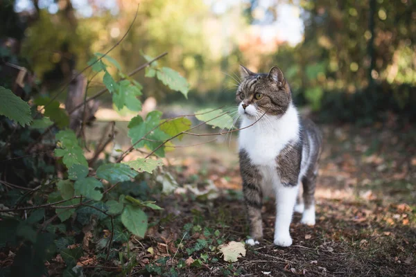 Katze streunt im Garten herum — Stockfoto