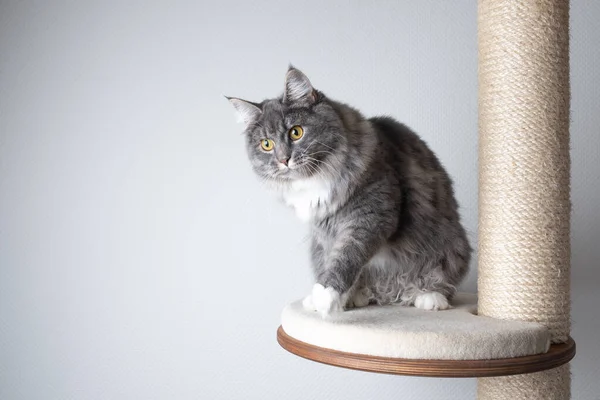 Neugierige grauweiße Langhaarkatze auf Kratzpfosten — Stockfoto