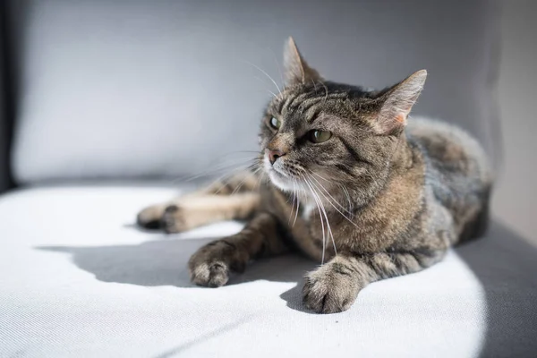 Кот, лежащий на диване в солнечном свете — стоковое фото