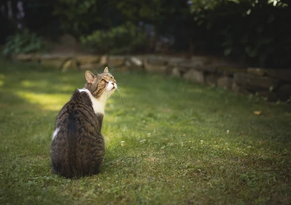 Kočka sedí na trávě a zvědavě se dívá — Stock fotografie