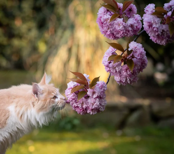 Kiraz çiçeği kokan uzun saçlı kedi.