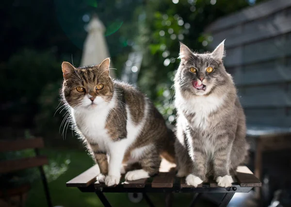 two cats standing on garden table outdoors in sunlight