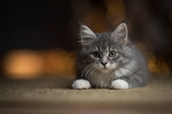Maine casulo gatinho natal retrato — Fotografia de Stock