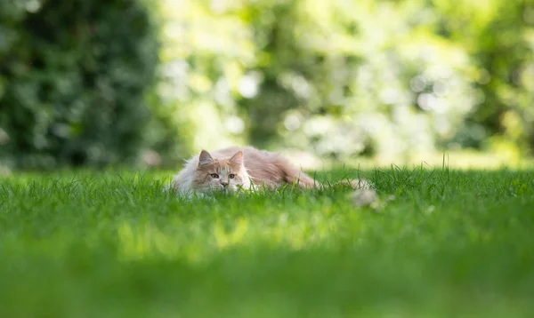 Maine coon cat outdoors lurking on green grass — 图库照片