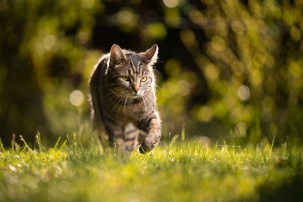 Tabby gatto che cammina nella natura vagando all'aperto — Foto Stock