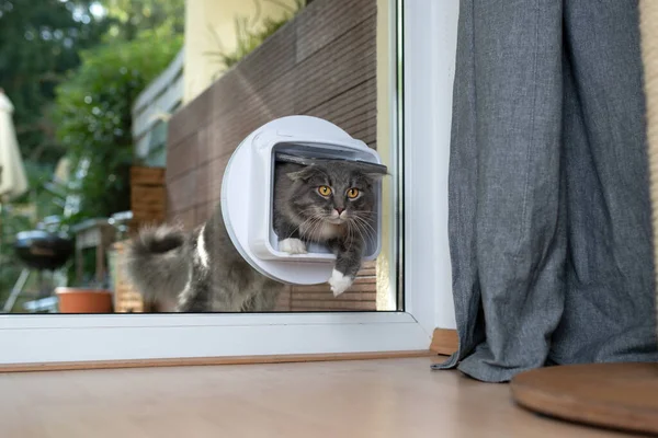Katze passiert Katzenklappe im Fenster — Stockfoto