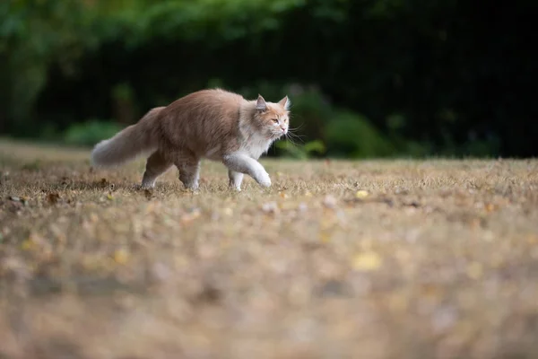 Maine coon gato caminando en seco hasta hierba al aire libre —  Fotos de Stock