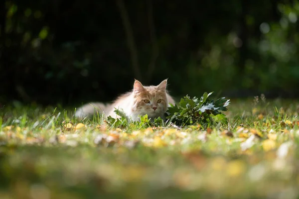 Maine coon cat hiding behind branch lurking outdoors — 스톡 사진