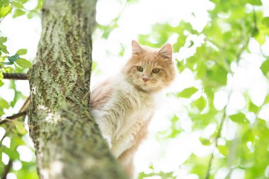 Kedi ağaçta oturuyor, aşağı bakıyor.