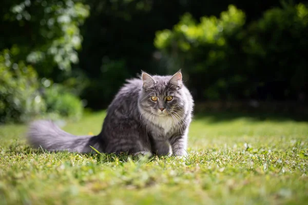 Verspielte Maine Coon Katze auf sonnigem Rasen — Stockfoto