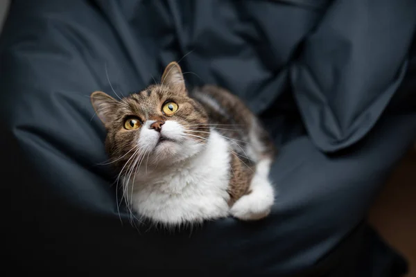 Tabby white cat resting on comfortable bean bag — Stock Photo, Image
