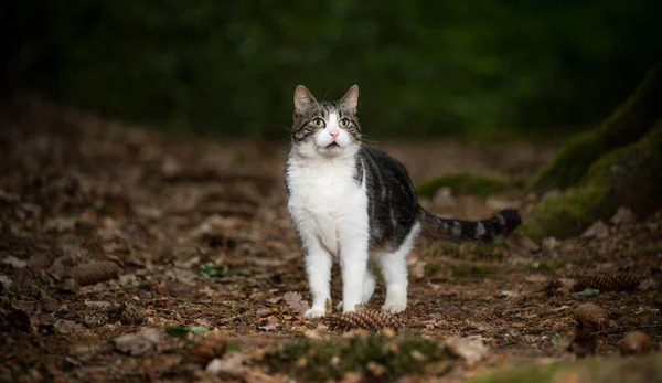 Тэбби белая кошка, стоящая на улице в лесу — стоковое фото