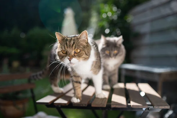 two cats on garden table on sunny patio
