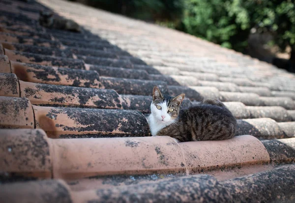 Тэбби белая кошка, отдыхающая на крыше — стоковое фото