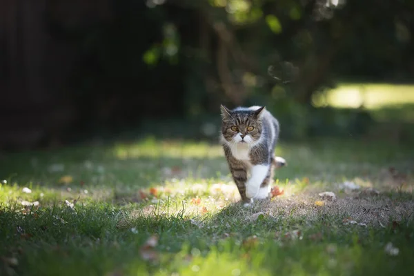 Cat walking on grass roaming outdoors — Stock Photo, Image