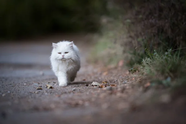 White persian cat walking on a path outdoors — 图库照片