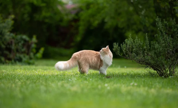 Beige white maine coon cat in green garden looking back — 图库照片