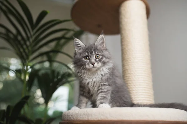 Niedliches Maine Coon Kätzchen auf Kratzpfosten — Stockfoto