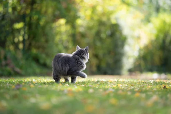 Maine coon cat outdoors in nature looking back at view — 图库照片