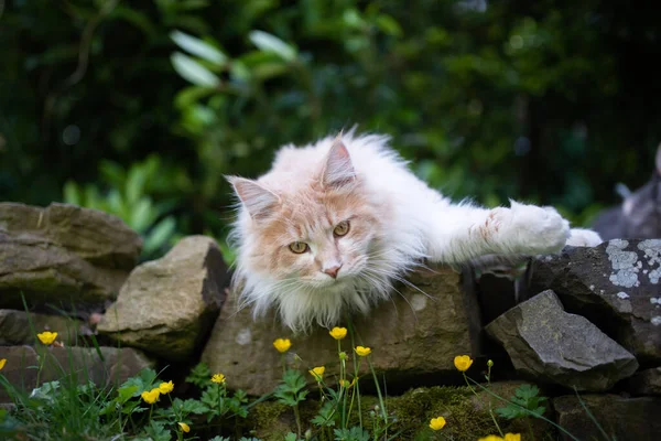 Maine coon cat smelling yellow flowers in garden — 图库照片