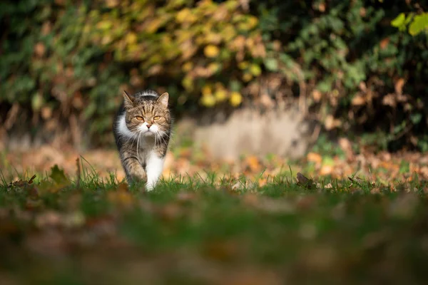 Tabby weiße Katze streunt im Freien auf der Wiese herum — Stockfoto