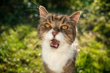 Yeşil doğadaki kedi miyavlayan kameraya bakıyor.