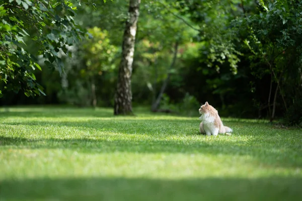 Maine Coon gatto osservando grande giardino verde — Foto Stock