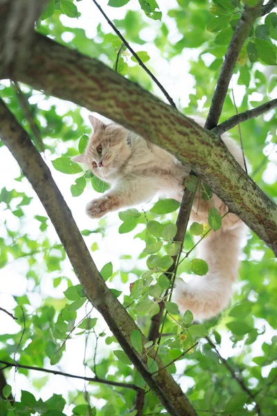 초록색 잎이 달린 나무에 오르는 고양이 — 스톡 사진