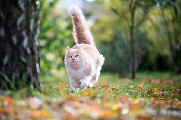 Gato fofo com cauda longa correndo em direção a árvore — Fotografia de Stock