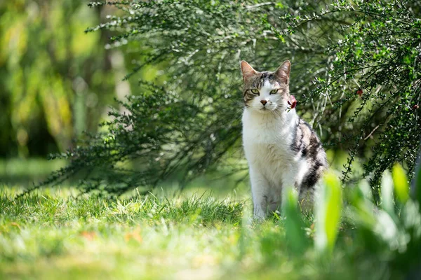 Katze ruht unter Gebüsch im Sonnenlicht und blickt in Kamera — Stockfoto