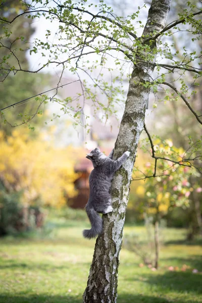 Maine coon cat climbing up a birch tree in the back yard — 스톡 사진