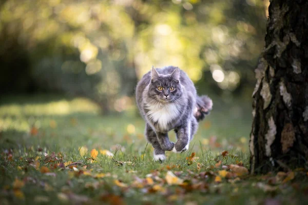 Šedá bílá maine mýval kočka běží v zahradě — Stock fotografie