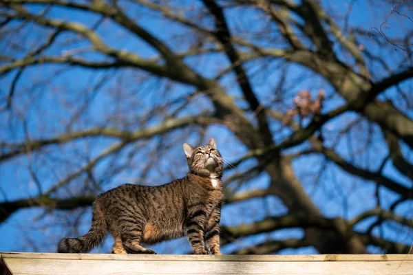 Tabby cat standing on roof top outdoors — Stock fotografie