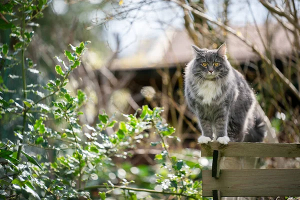 Gatto in piedi sulla recinzione all'aperto in giardino — Foto Stock