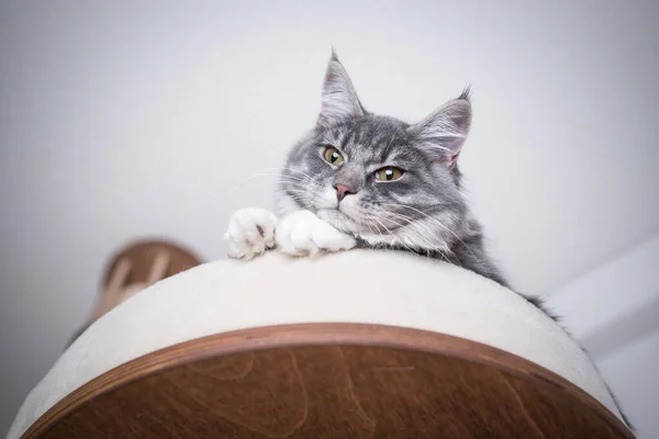 Maine coon gatinho olhando para baixo a partir de arranhar plataforma post — Fotografia de Stock